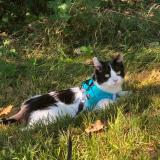 Photo de chat perdu à Toulouse