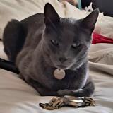 Photo de chat retrouvé à Chiguayante