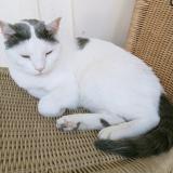 Photo de chat perdu à Marseille