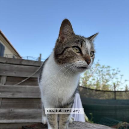 Photo 1/1 Moon Chat perdu à Saint martin de crau