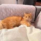 Photo de chat retrouvé à Tarapoto