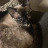 Photo de chat perdu à Paris