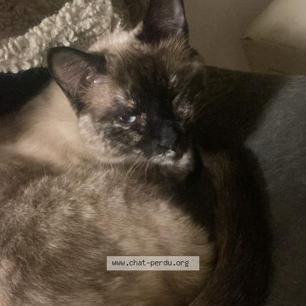 Photo 1/1 PISTACHE Chat perdu à Paris