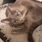 Photo de chat perdu à Meaux