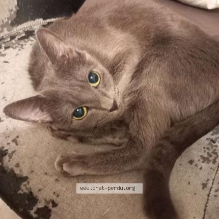 Photo 1/1 Kira Chat perdu à Meaux