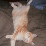 Photo de chat perdu à Latronquiere