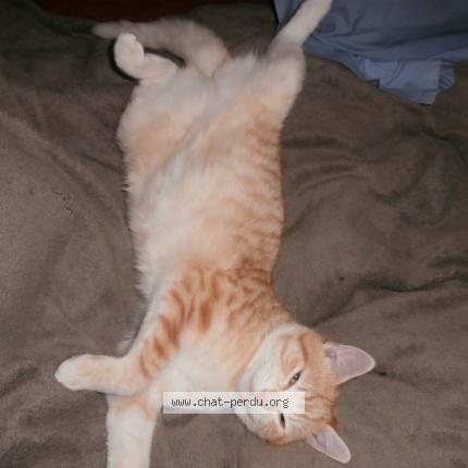 Photo 1/1 Gingy Chat perdu à Latronquiere