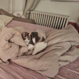 Photo de chat perdu à Auxerre