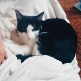 Photo de chat perdu à Saint Priest