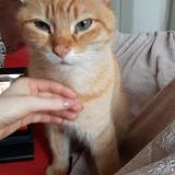 Photo de chat perdu à Simiane Collongue