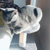 Photo de chat perdu à Randan