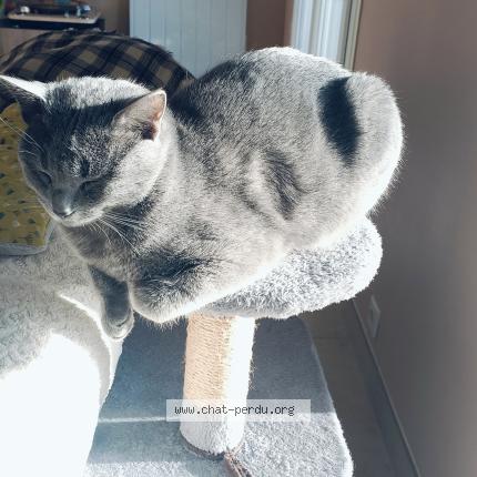 Photo 1/1 Grisou Chat perdu à Randan