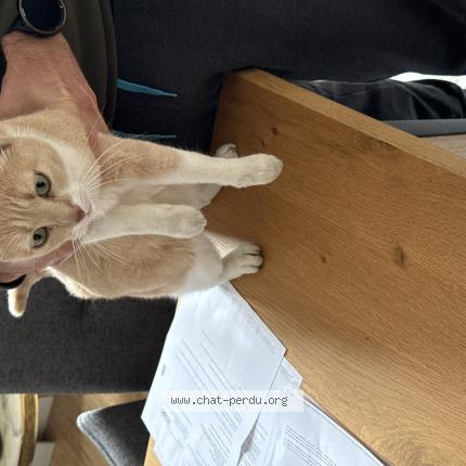 Photo 1/1 Chat retrouvé Trouvé à Puy En Velais