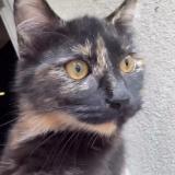 Photo de chat perdu à Charleville Mezieres