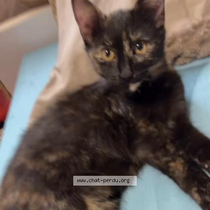 Photo 2/3 Nala Chat perdu à Charleville mezieres