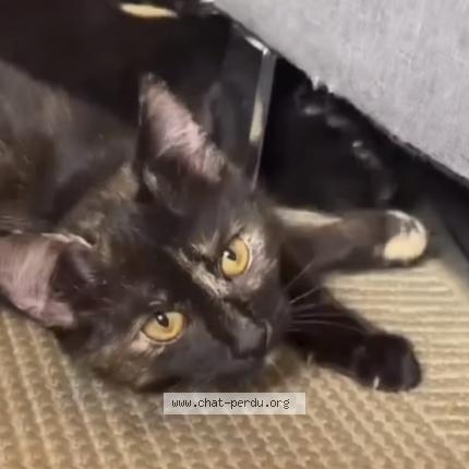 Photo 3/3 Nala Chat perdu à Charleville mezieres