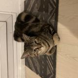 Photo de chat perdu à Fontenay Sous Bois