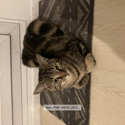 Photo 1/1 Tsuki Chat perdu à Fontenay sous bois