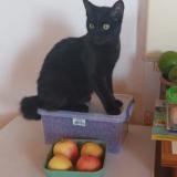 Photo de chat perdu à Saint Joseph