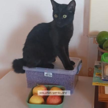 Photo 1/1 Tibou Chat perdu à Saint joseph