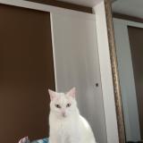 Photo de chat perdu à Provin