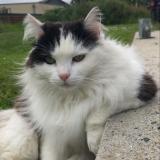 Photo de chat perdu à Rospez