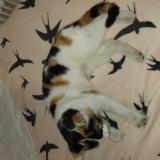 Photo de chat trouvé à Tournon Sur Rhone