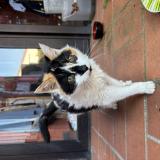 Photo de chat trouvé à Pins Justaret