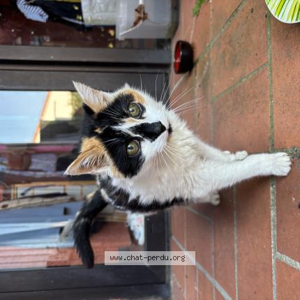 Photo 1/1 Chat trouvé Trouvé à Pins justaret