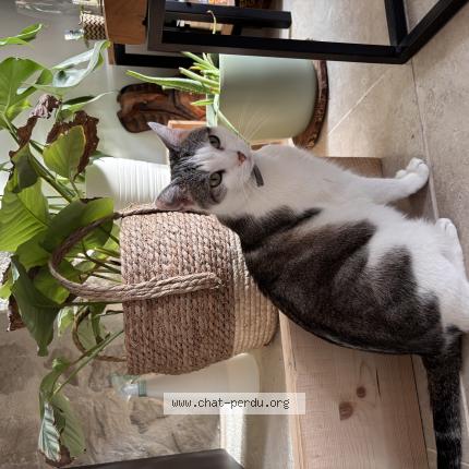 Photo 1/1 Chat retrouvé Perdu à Beguey