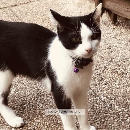 Photo 1/1 Minho Chat perdu à Courcelles les lens