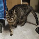 Photo de chat trouvé à Mouans Sartoux