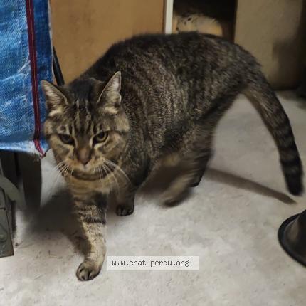 Photo 1/3 Chat trouvé Trouvé à Mouans sartoux