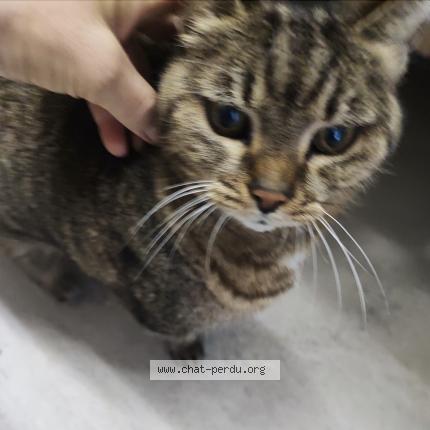 Photo 2/3 Chat trouvé Trouvé à Mouans sartoux