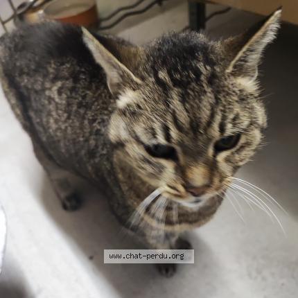 Photo 3/3 Chat trouvé Trouvé à Mouans sartoux