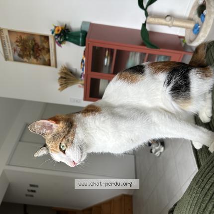 Photo 1/1 Maya Chat perdu à Thouare sur loire