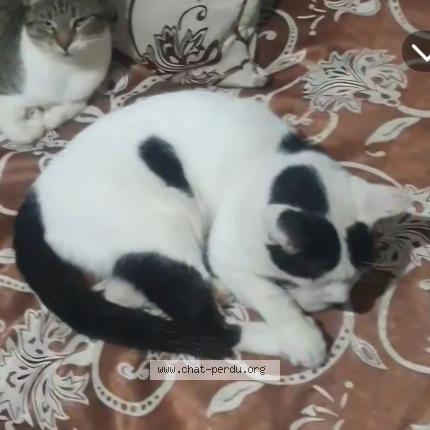 Photo 1/1 Bibus Chat perdu à El mouradia