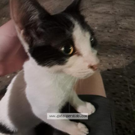 Photo 1/1 Chat trouvé Trouvé à Capital federal