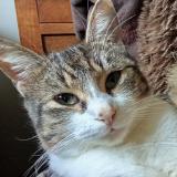 Photo de chat perdu à Pontchateau