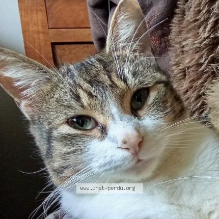 Photo 1/1 Pinknose Chat perdu à Pontchateau