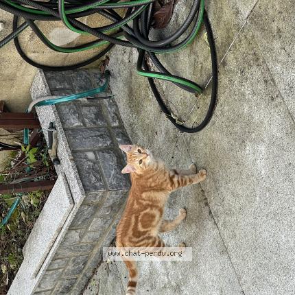 Photo 1/1 Chat trouvé Trouvé à Morsang sur orge