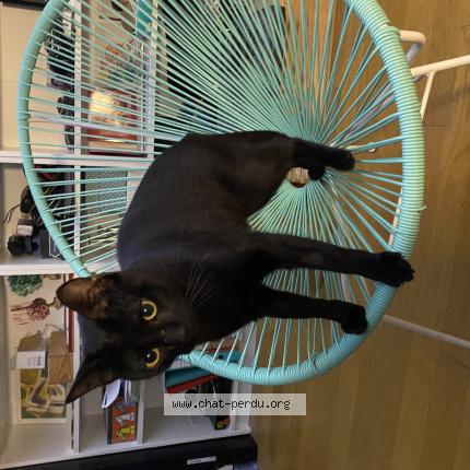 Photo 1/1 Chat retrouvé Perdu à Tours