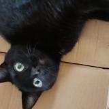 Photo de chat perdu à Epiniac