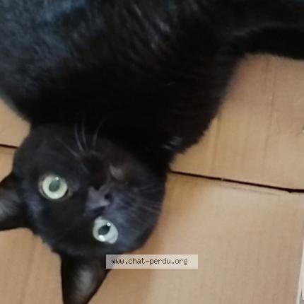 Photo 1/1 Olive Chat perdu à Epiniac