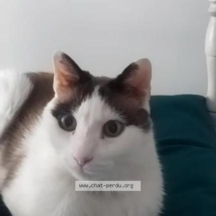 Photo de chat perdu à Menton