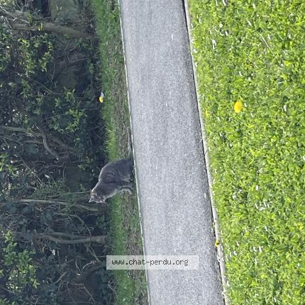 Photo 1/1 Chat trouvé Trouvé à Roissy en brie