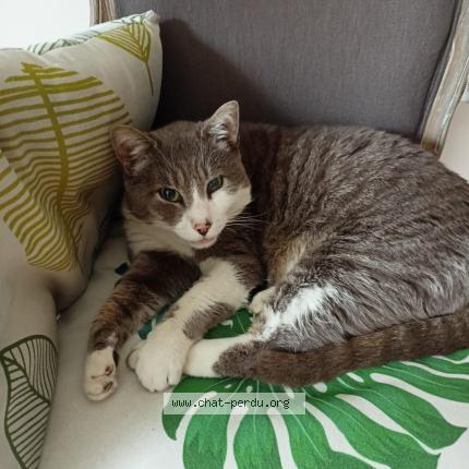 Photo 1/1 GRISOU Chat perdu à Paillencourt