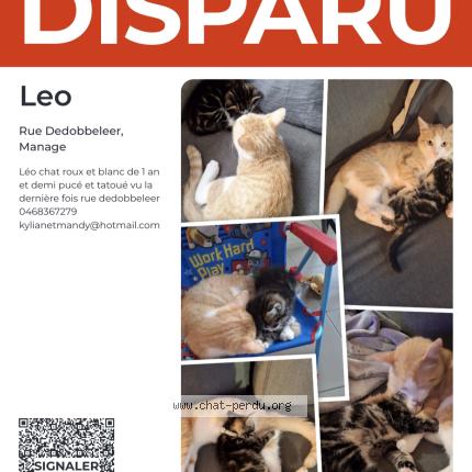 Photo 1/1 Léo Chat perdu à Manage