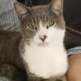 Photo de chat perdu à Paillencourt