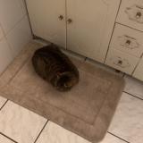 Photo de chat perdu à Saint Cyprien